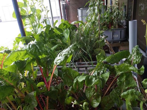 Nitrate Deficiency in&nbsp;Aquaponics